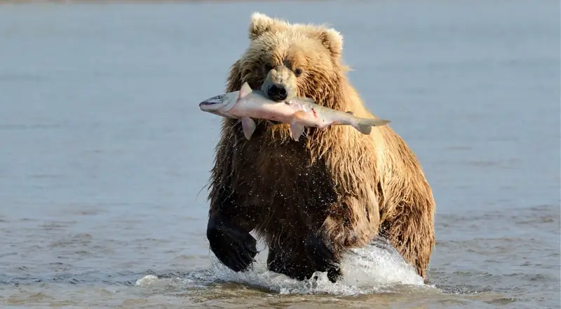 A grizzly bear catches a fish in a river in the Canadian Rockies