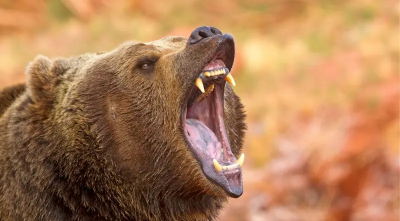 Close portrait of a grizzly bear against autumn colours