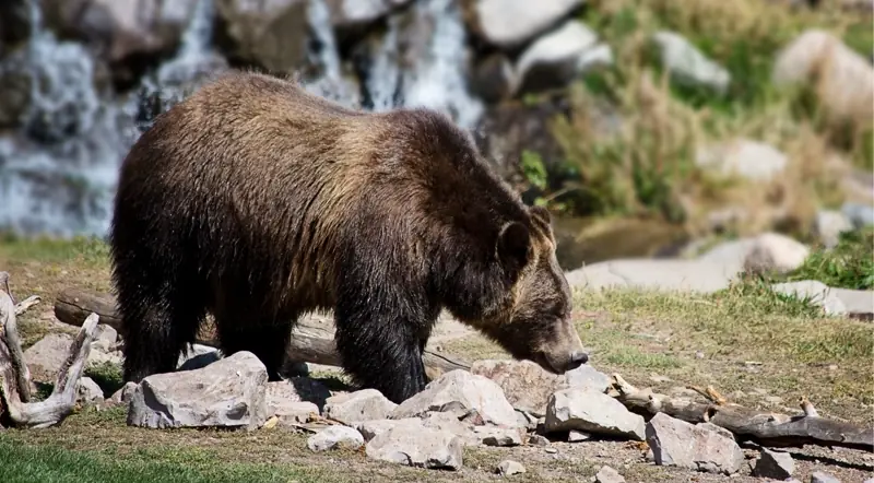 A grizzly bear walks across rocky ground near a waterfall at a Canadian Rockies refuge