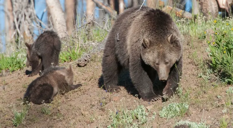 Grizzly cubs forage on a grassy spring slope beside their mother in the Canadian Rockies