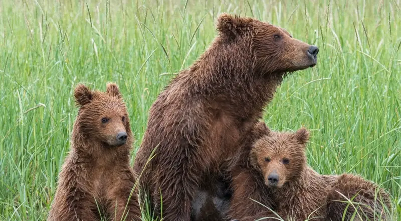A grizzly mother and two cubs sit together in a green meadow in Banff