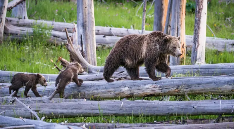 A grizzly mother leads two cubs across fallen logs in Banff National Park
