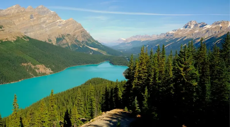 Turquoise Peyto Lake seen from the Icefields Parkway, a prime grizzly-viewing route in Banff