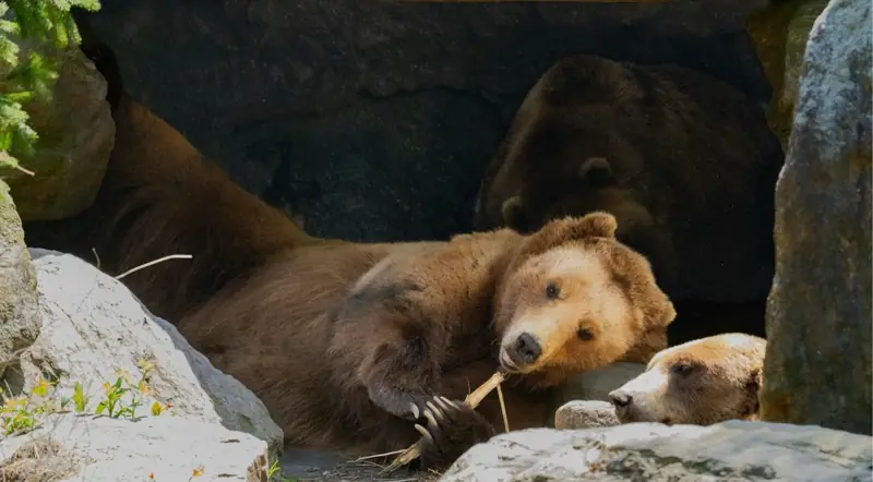 Grizzly bears rest among rocks at the Kicking Horse Grizzly Bear Refuge